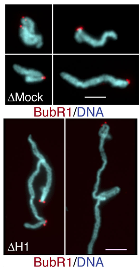 However, in 2005, Tom  @MarescaLab and  @rebeccaheald showed that depletion of H1 from Xenopus egg extracts actually makes mitotic chromosomes thinner and longer. But, why thinner and longer? Our preprint aims to give an answer to this question. 9/ https://pubmed.ncbi.nlm.nih.gov/15967810/&nbsp;