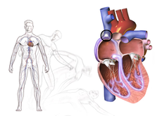 The body reacts to this with a natural defence mechanism: - Bringing the body horizontal, allowing sufficient blood flow to the brain to avoid trauma - When you get knocked out, you fall to the ground, and create the condition explained above.