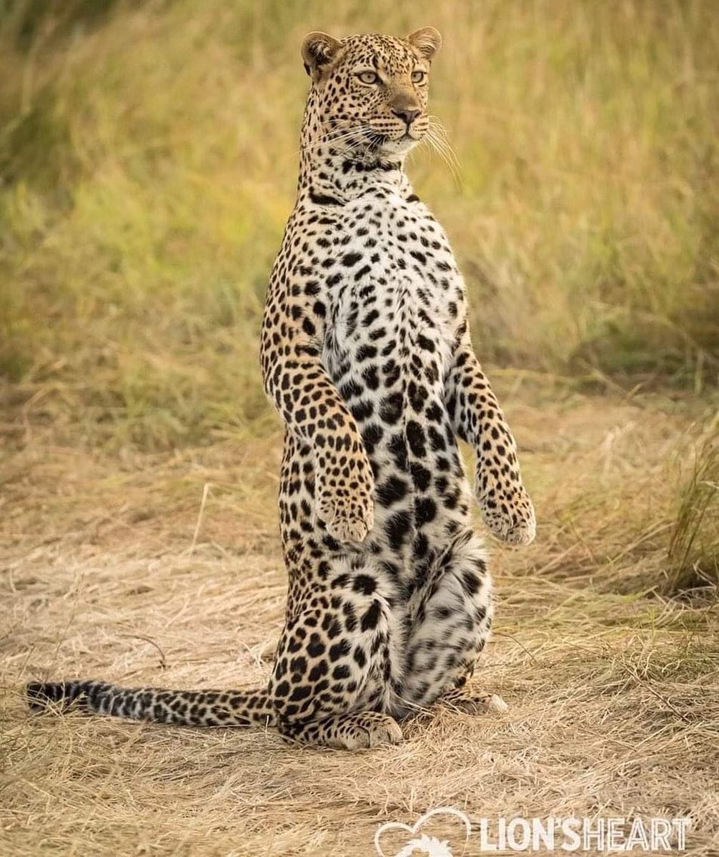 Another precious day.
#Monday
Meerkat Leopard