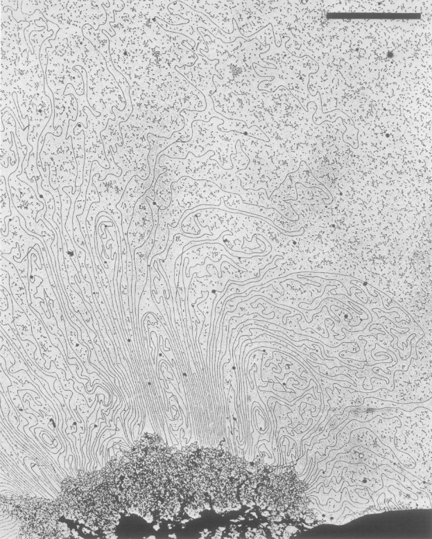 Since Ulrich Laemmli (inventor of SDS-PAGE) discovered removal of histones from chromosomes left a scaffold with 30-90 kb DNA loops in 1977, mitotic chromosomes have been thought to be organized by folding of these long loops. 12/ https://pubmed.ncbi.nlm.nih.gov/922894/&nbsp;