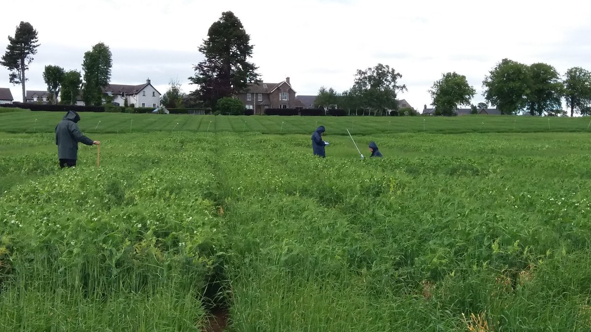 PlantTeams's tweet photo. You will also find our Handbook for Trait Assessment in Agricultural Plant Teams by @lars_kiaer and team available online now. Visit our publications page or https://t.co/4GB6WqE1mP to go direct 🌾🌱👍 https://t.co/jQBEW0yk1y