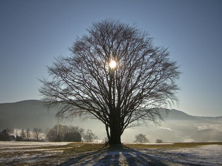 startrees72's tweet image. Winter Solstice greetings! The light is returning and our lives will be brighter.