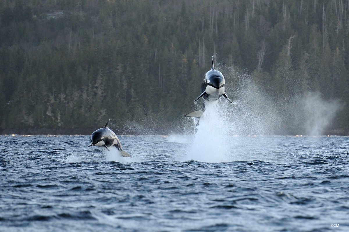 👀 Check out our updated progress report on the recovery strategy for the Transient Killer Whale population in 🇨🇦 waters. This report lays out all the activities we’re participating in to support this population: ow.ly/msBT50CRceb