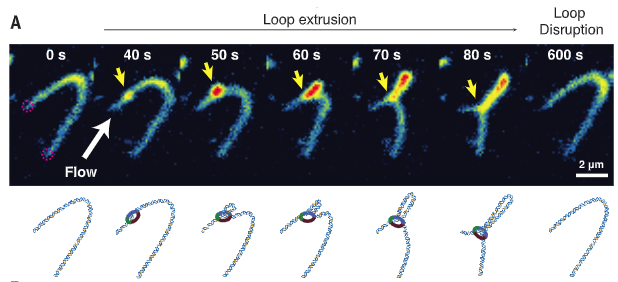 40 years after Laemmli’s observation of DNA loops, labs of  @cees_dekker, Christian Hearing, &  @DNAcurtain demonstrated that the condensin complex has an ATP-dependent DNA motor and loop exclusion activities!14/ https://pubmed.ncbi.nlm.nih.gov/28882993/&nbsp; https://pubmed.ncbi.nlm.nih.gov/29472443/&nbsp;