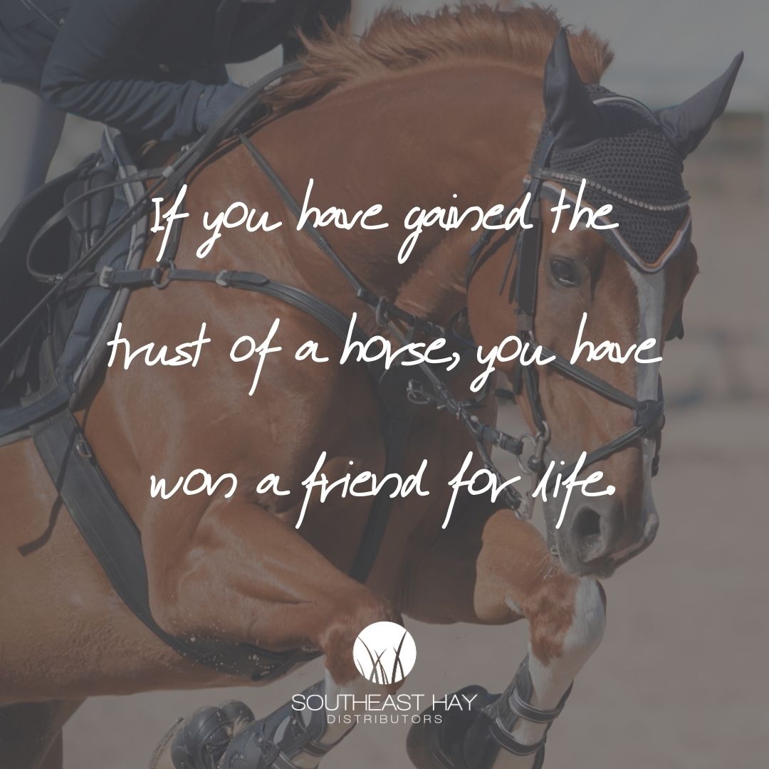 "If you have gained the trust of a horse, you have won a friend for life."