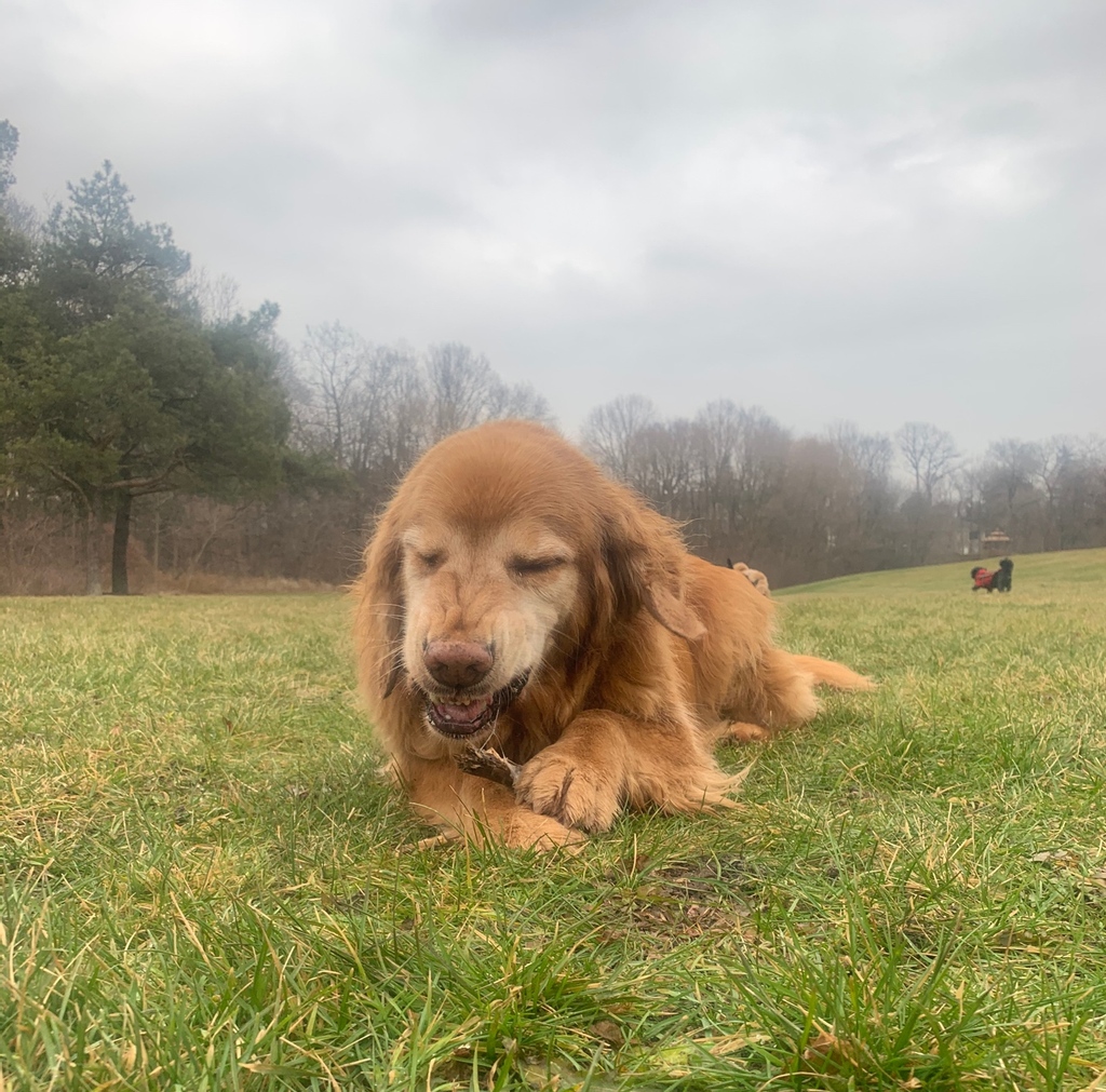 Bentley: “Bleh! I eats the stick, but I don’t likes it” 😝 it’s tough work keeping our trails clean, but someone has to do it!
#ThePack #dogwalk #trailwalk #offleash #snacktime #natureboy #CleanUp #nomnom #goldenboy #goldenretrievee