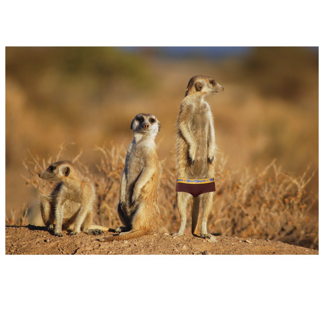 ginchgonch's tweet photo. Here is a picture of meerkats in our underwear. You're welcome.

#underpantsmeerkats #meerkatcuteness #gogoginchgonch https://t.co/1bHyNOJgbD