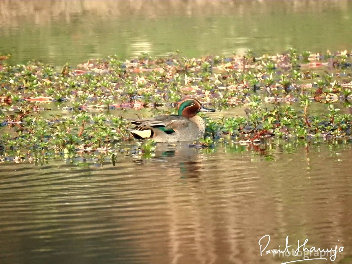 #IndiAves Some 40 kms away from the city of #Pilibhit there is a small village not known to many people named Pasgawan where every Winter hundreds of migratory birds take shelter,birds do find there heaven #NothernPintail #GreenWingedTeal @ThePhotoHour @ParveenKaswan #birds