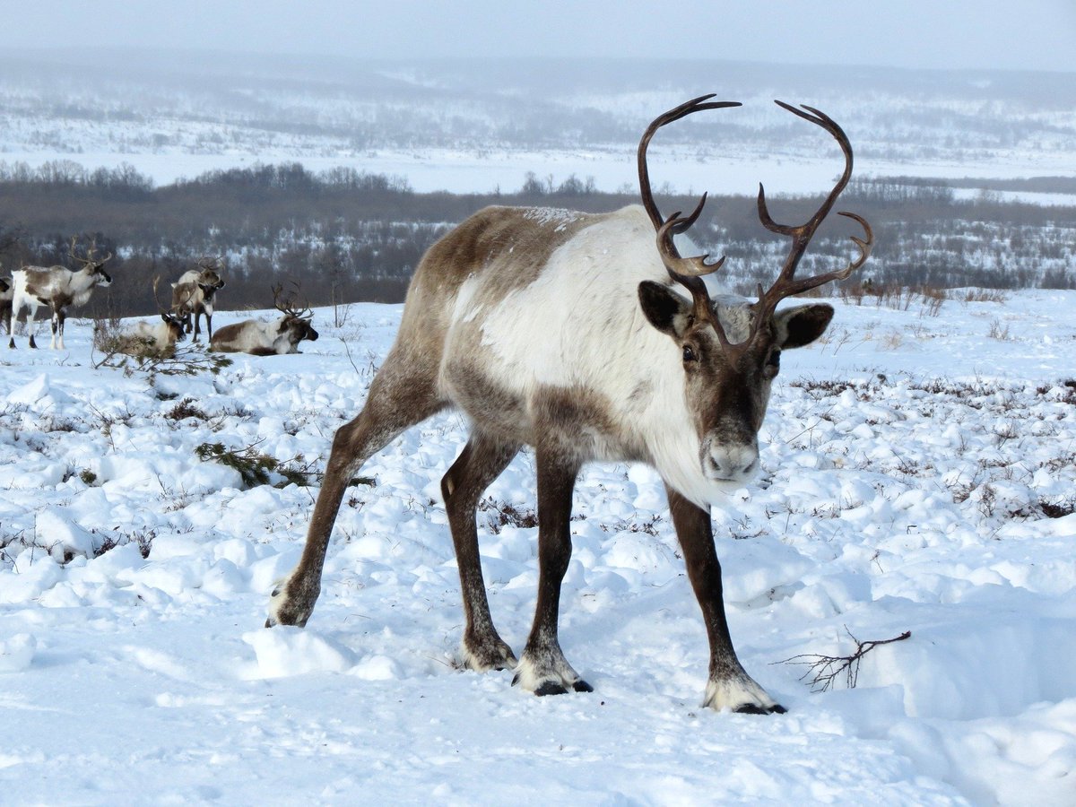 HeadElf's tweet image. As Head Elf, I feel it important to educate the world's good boys and girls about Santa's Reindeer. Did you know that they are the only mammals that can see ultraviolet light, which helps them pick out objects in the Arctic winter and also fly from house to house on Christmas?