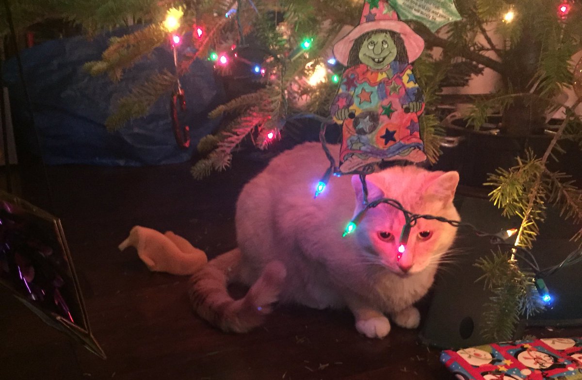 dusty_socks's tweet photo. I live here now 😸🎄✨

#christmas #CatsOfTwitter https://t.co/RxQa9N8GGI