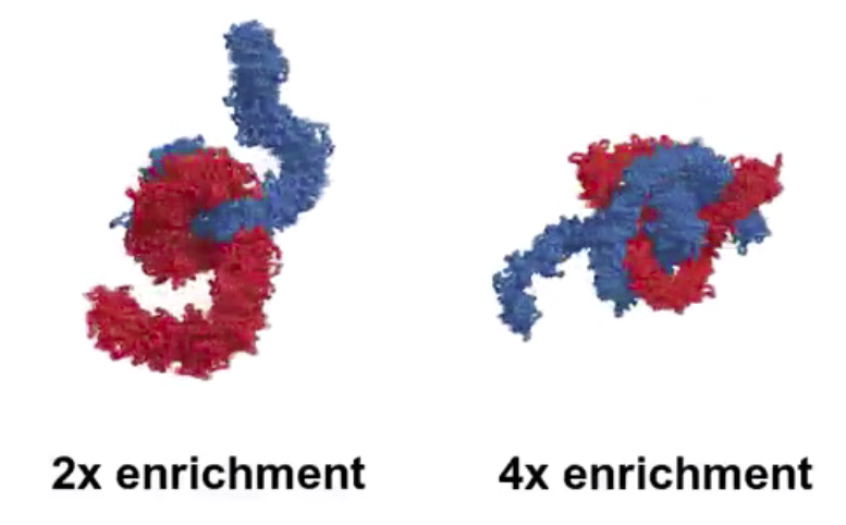 Interestingly, their simulation demonstrated that more the number of condensins on DNA are increased, chromosomes become thinner and longer! 17/