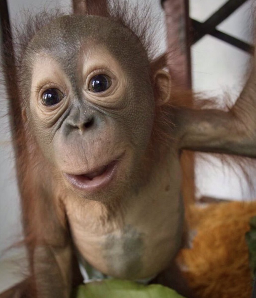 Orangutweets's tweet photo. Where did Christmas go?
I’ve been looking everywhere and I can’t find it! https://t.co/CliSSFTAWU