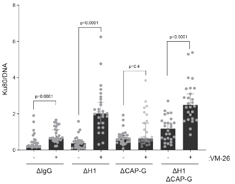 We also found, as has been shown in yeast by Jon Baxter, that condensin is required for mitotic topo II to cut DNA, an activity for chromosome individualization and separation, while now we also show that H1 inhibits topo II activity. 21/ https://pubmed.ncbi.nlm.nih.gov/21393545/&nbsp;