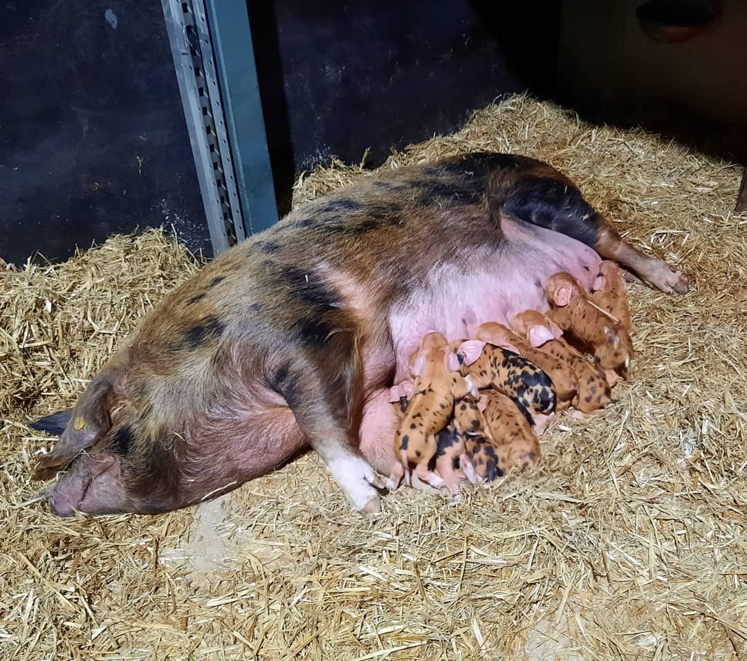 OxfordPig's tweet photo. We are still farrowing in December.  This beautiful litter arrived in the early hours of this morning and comes from our Duchess bloodline.  Numbers are low with only 25 in the UK but the future looks good for our 2020 #OSBPG Breed Analysis
#Conservation #PigBreeds #Pigs #OSBPig https://t.co/dmHF383jQS