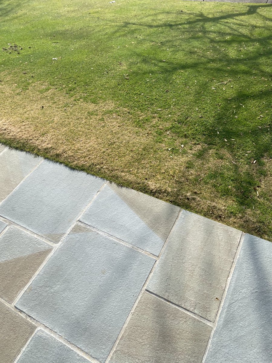 The Latitude Bermuda introduced 2 years ago along my front yard sidewalk is showing its true colors on my bentgrass front yard.