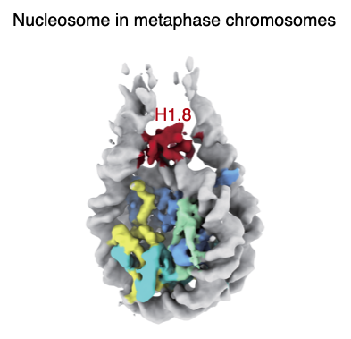 In our recent preprint by  @ArmrYshr, we showed that oocyte-specific H1 subtype H1.8 was preferentially loaded on to nucleosome dyad in metaphase chromosomes as compared to interphase chromosomes, but its functional significance was unclear. 22/ https://www.biorxiv.org/content/10.1101/2020.11.12.380386v2
