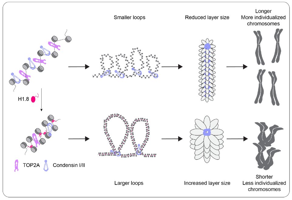 In our new preprint, we propose that H1.8 suppresses chromatin binding of condensins to keep mitotic chromosome short, and also limits chromosome individualization via suppression of condensins & topo II.23/