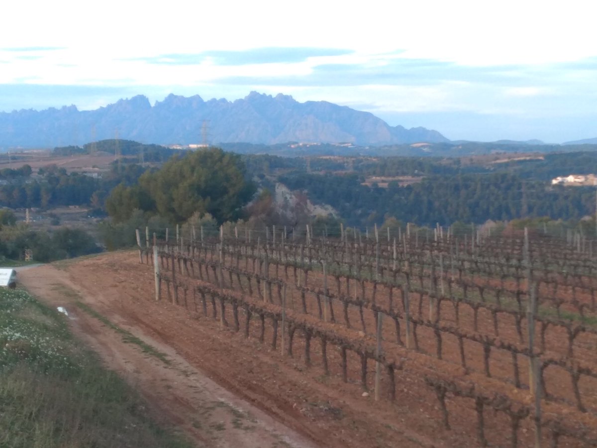 xavima68's tweet photo. Primer atardecer de este #invierno 2020 en las viñas de @TorelloViticult 😍😍 y que vistas
#vino #espumoso #corpinat #winelovers #entoruismo #enoturismoparasanitarios
#unacopaunacepa https://t.co/lZPGA9da1i
