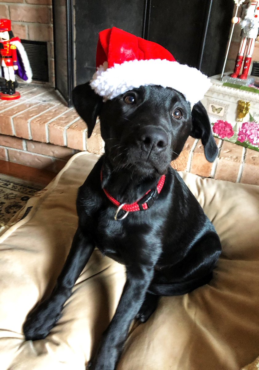 26_silver's tweet photo. @dog_rates @bestfriends @Trupanion https://t.co/yeMJ5s9gFJ