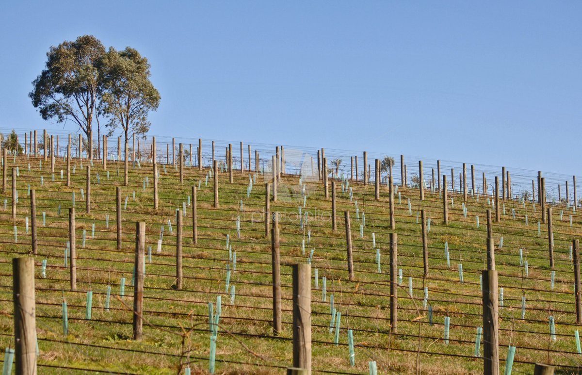 PhotoFolioUK's tweet photo. Newly established vineyard in the Yarra Valley Victoria Australia - https://t.co/0wge4IcooZ https://t.co/OhaDljL4gE