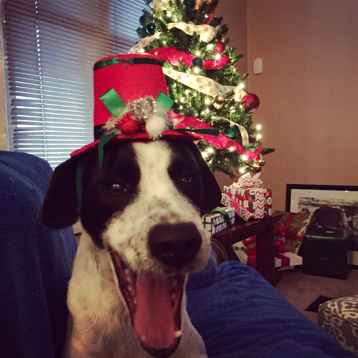 Floopaloop's tweet photo. @dog_rates @bestfriends @Trupanion https://t.co/IPCCcN3pfR