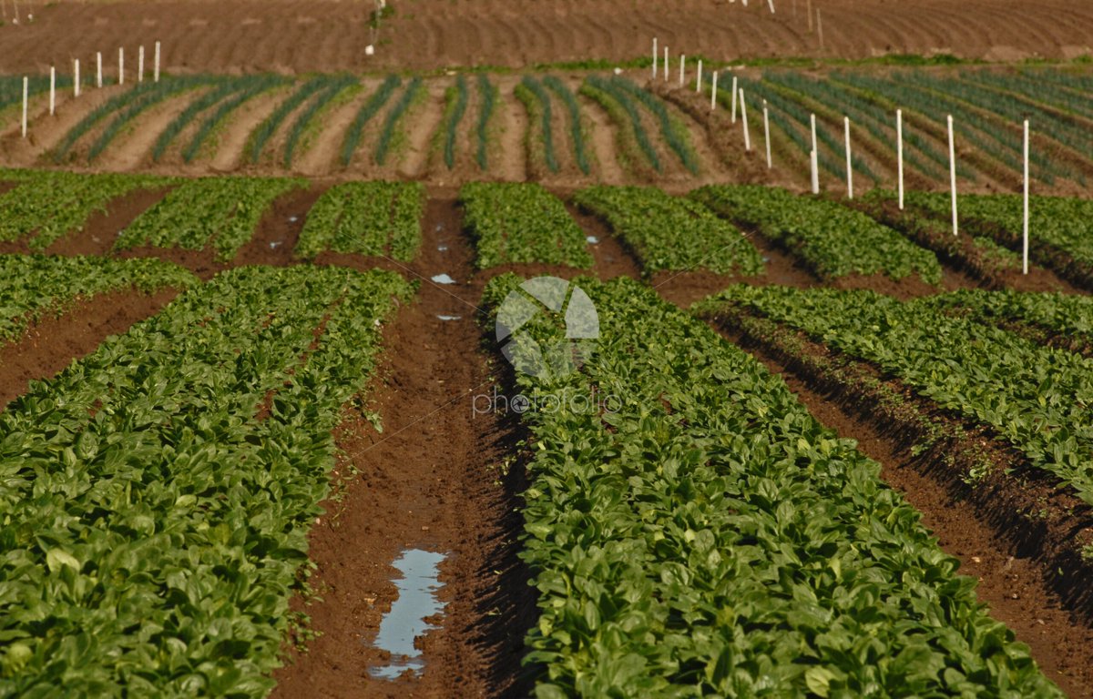 PhotoFolioUK's tweet photo. Rows of crops in paddocks Australia - https://t.co/NLzkwos3Wz https://t.co/Vpvoetchr1