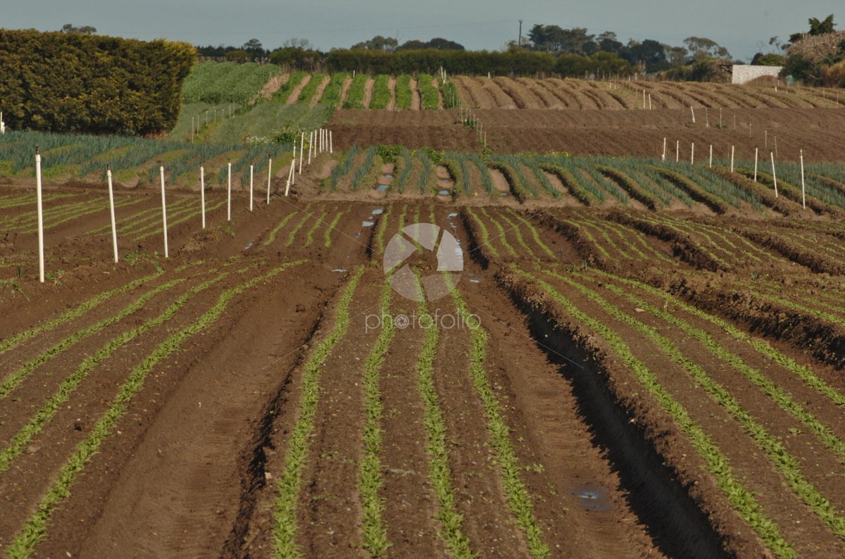PhotoFolioUK's tweet photo. Rows of crops in Australian paddocks - https://t.co/WKXsvQdH7K https://t.co/IOTDNeU9zo
