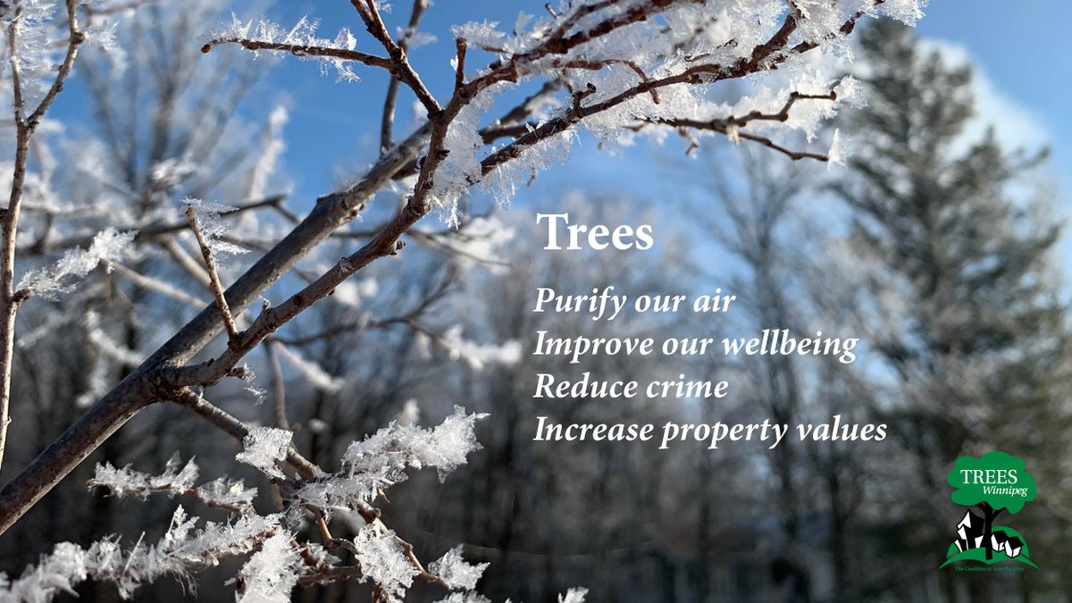❄️✨ On the winter solstice
when trees are in a sleepy slumber
no better time 
to remember all that they do for us
-- without asking --
throughout the year 💚✨ 
#wintersolstice #trees #thankyoutrees