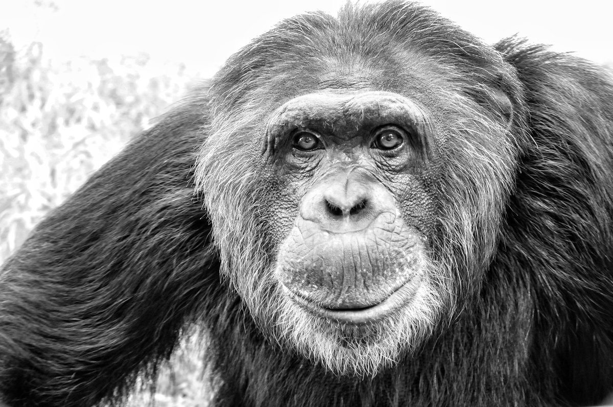 MONA_UK's tweet photo. It's simple, it doesn't require much work.
It's looking into their eyes and feeling.
Feeling LOVE; feeling EMPATHY; feeling RESPECT and feeling wanting to PROTECT THEM. 

Do you feel it?
HELP THEM ➡ https://t.co/Xw7o2Fcl6X

#HelpPrimates https://t.co/REds1PpI4o