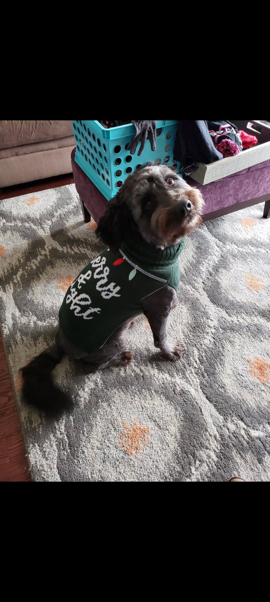 SherlockHomiee's tweet photo. @dog_rates @bestfriends @Trupanion My moose 🎄⛄ https://t.co/LI3TiJxWBT