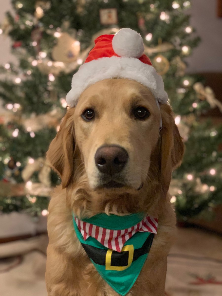 SarahKrueger4's tweet photo. @dog_rates @bestfriends @Trupanion https://t.co/t43Qax8pT4