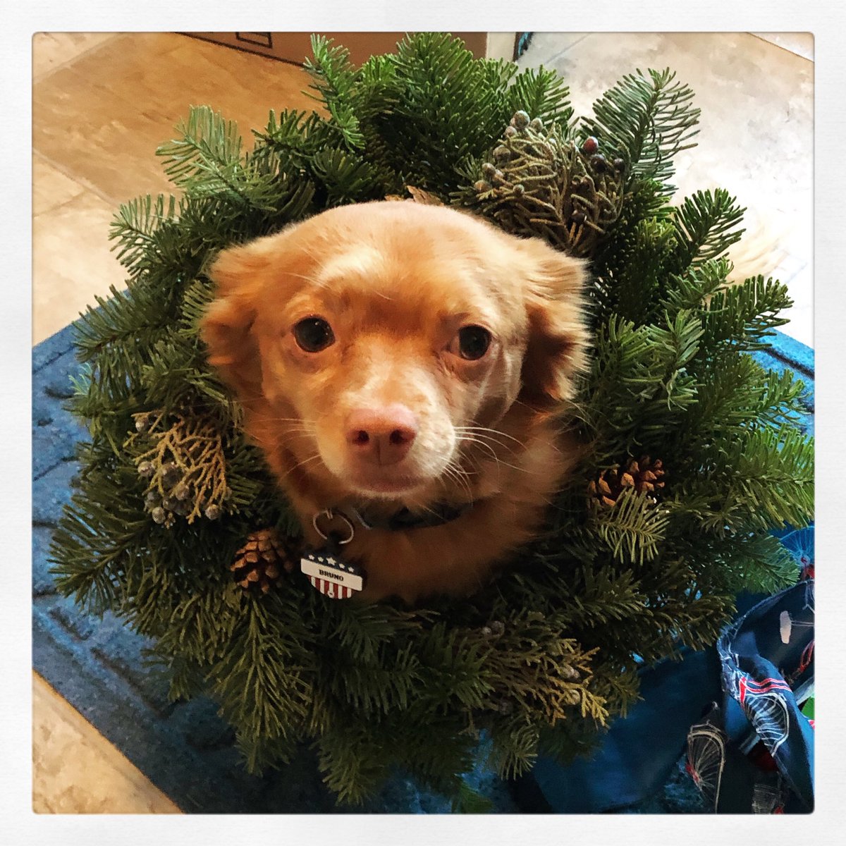 JennieLynn16's tweet photo. @dog_rates @bestfriends @Trupanion https://t.co/e5tTL0FPhP