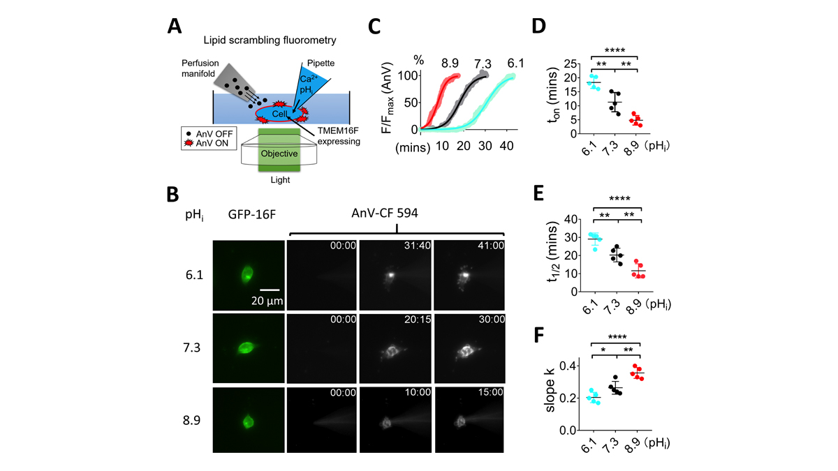 JGenPhysiol's tweet photo. Pengfei Liang and Huanghe Yang @hyanglab show that the activity of TMEM16F, a scramblase and #ionchannel, is regulated by intracellular pH in a Ca2+-dependent manner. https://t.co/OLDuCzd3kA
#Biophysics #CellBiology https://t.co/ANKaL7O0Ul