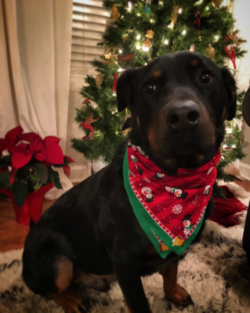 sonnyrae79's tweet photo. @dog_rates @bestfriends @Trupanion https://t.co/sm3UPAdzZr