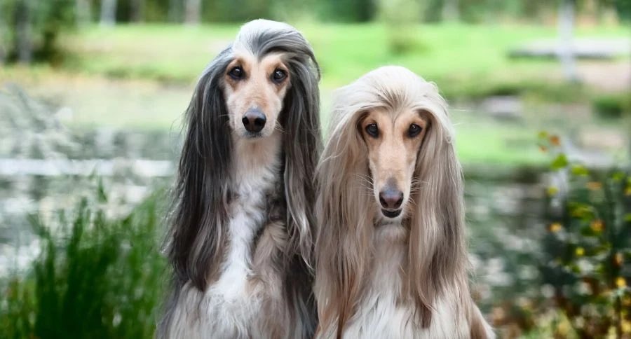 iamcoleduncan's tweet photo. So just I’m clear on this:
Y’all saw me growing my hair out all this time and NOT ONE OF YOU thought it’d be a good idea to tell me that I look like an Afghan Hound nose and all? https://t.co/HpeT6uJCQl