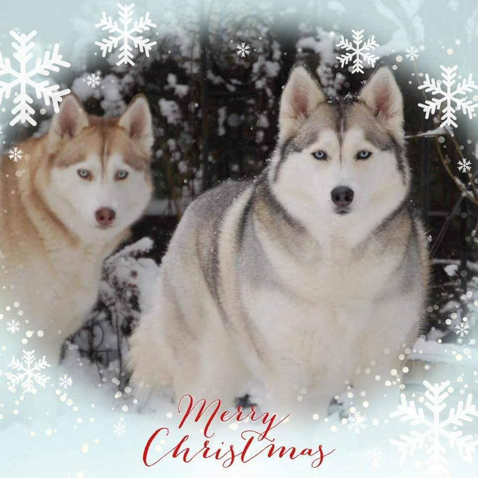 Mike Stephens tweet media