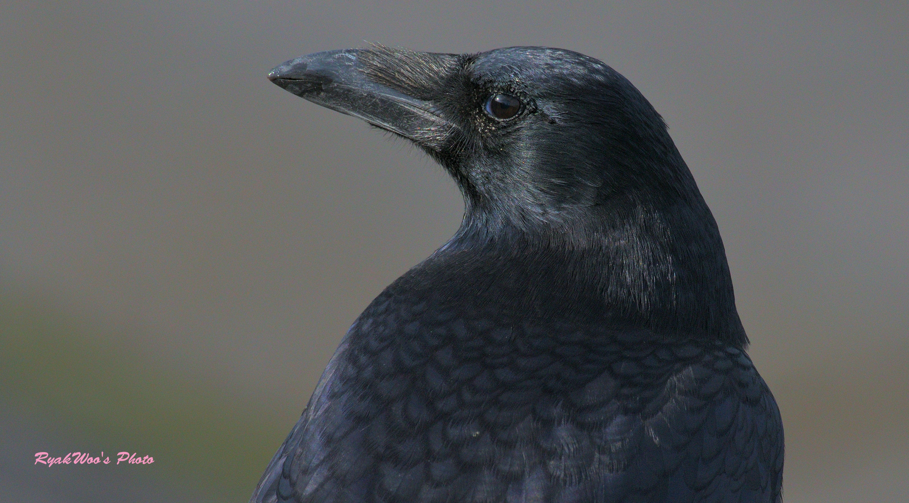 略羽 カラスに気をつかわせてしまった話 1 3 護岸を歩いていると 遠くを見ているボソさんの後姿 パシャっと撮りだしたらこちらに気づいて T Co Watciijisx Twitter