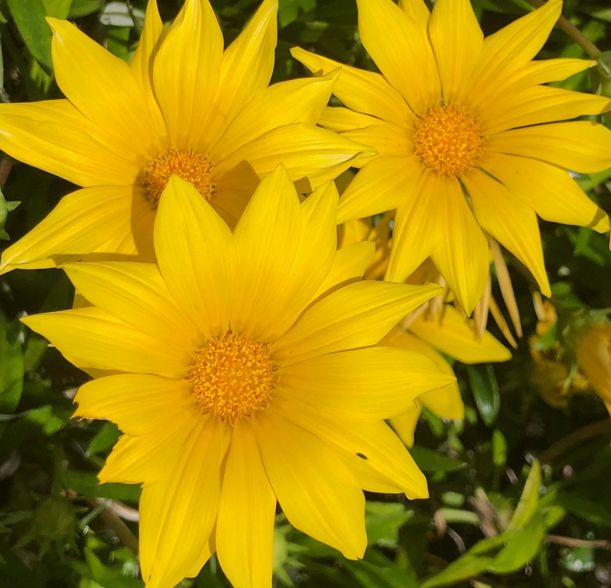 ShreeMukilanP's tweet photo. "Opportunities don't happen. You create them." Chris Grosser  #quoteoftheday #photography 

@Senthil_Karun_T @Ram_Ganesh_S 🙌🌼🌼
- shree mukilan pari https://t.co/cbENEIgMHC