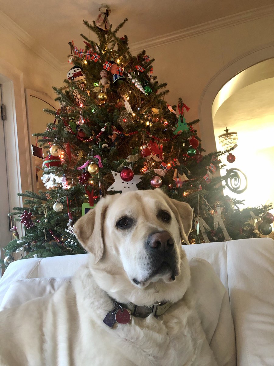 Laura McLeod tweet media