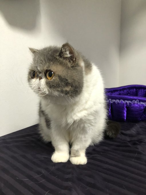 エキゾチックショートヘアのtwitterイラスト検索結果 古い順