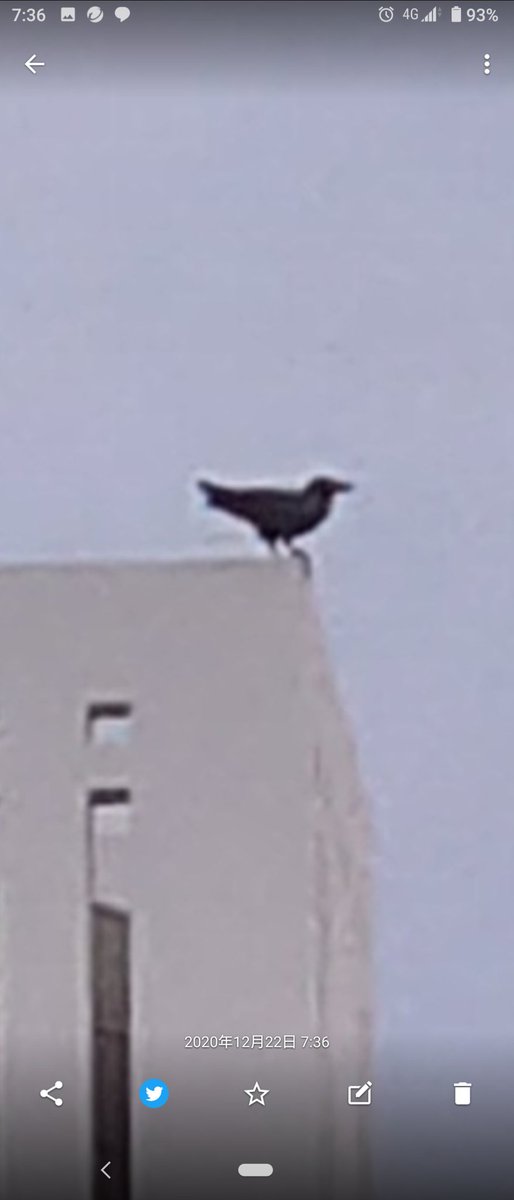 カラスの勝手でしょ Twitter Search