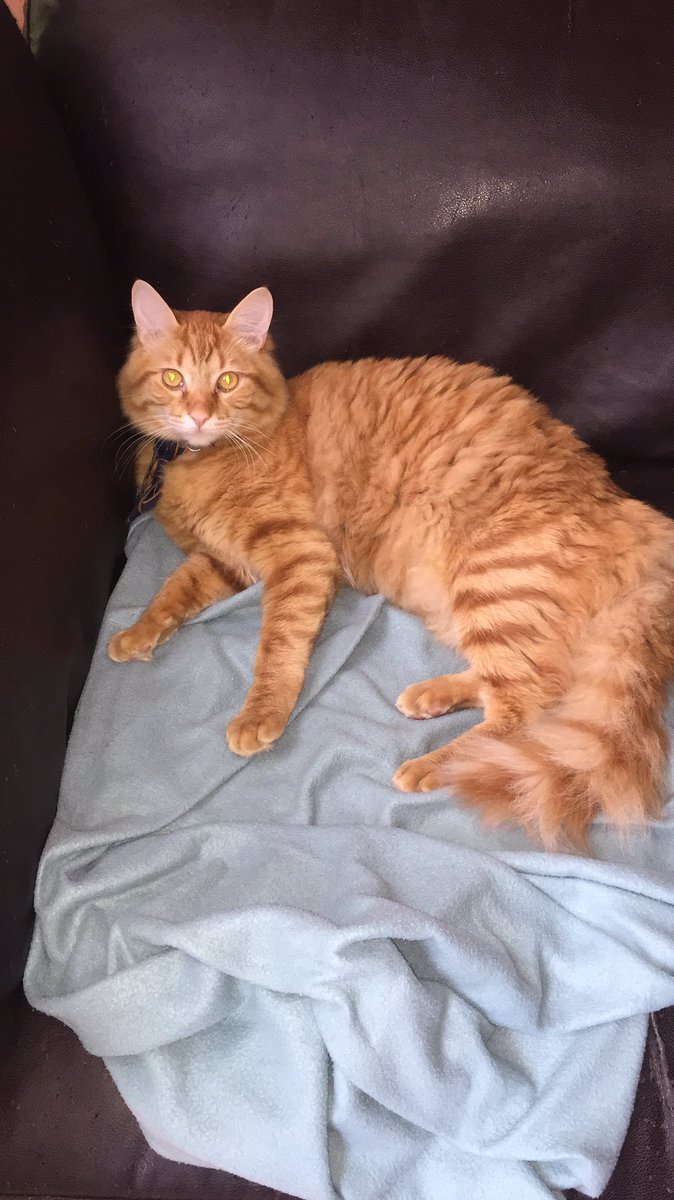 AndreaL80368211's tweet photo. Se perdió mi gatito💔💔 por favor si alguien lo ve avísenme por dm ( esto es en viña del mar) es un gatito de casa,nunca ha salido a la calle y es súper dócil. Estoy súper  triste 😞 no se q mas hacer @sitiodelsuceso @vinadelmar https://t.co/dqT9Pglmxg