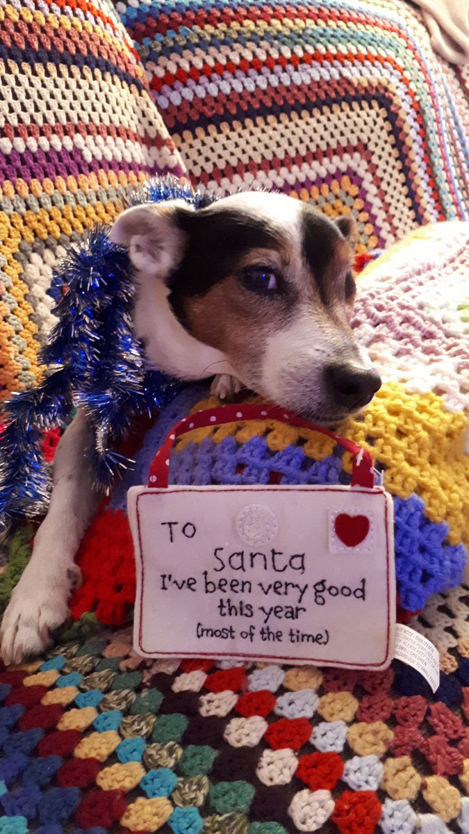 qehstudents's tweet photo. Which naughty 4 legged elf stole the cheese straws from uncle Geoffs brief case ?.#QEHSantaPaws https://t.co/V77x1Xz7Du