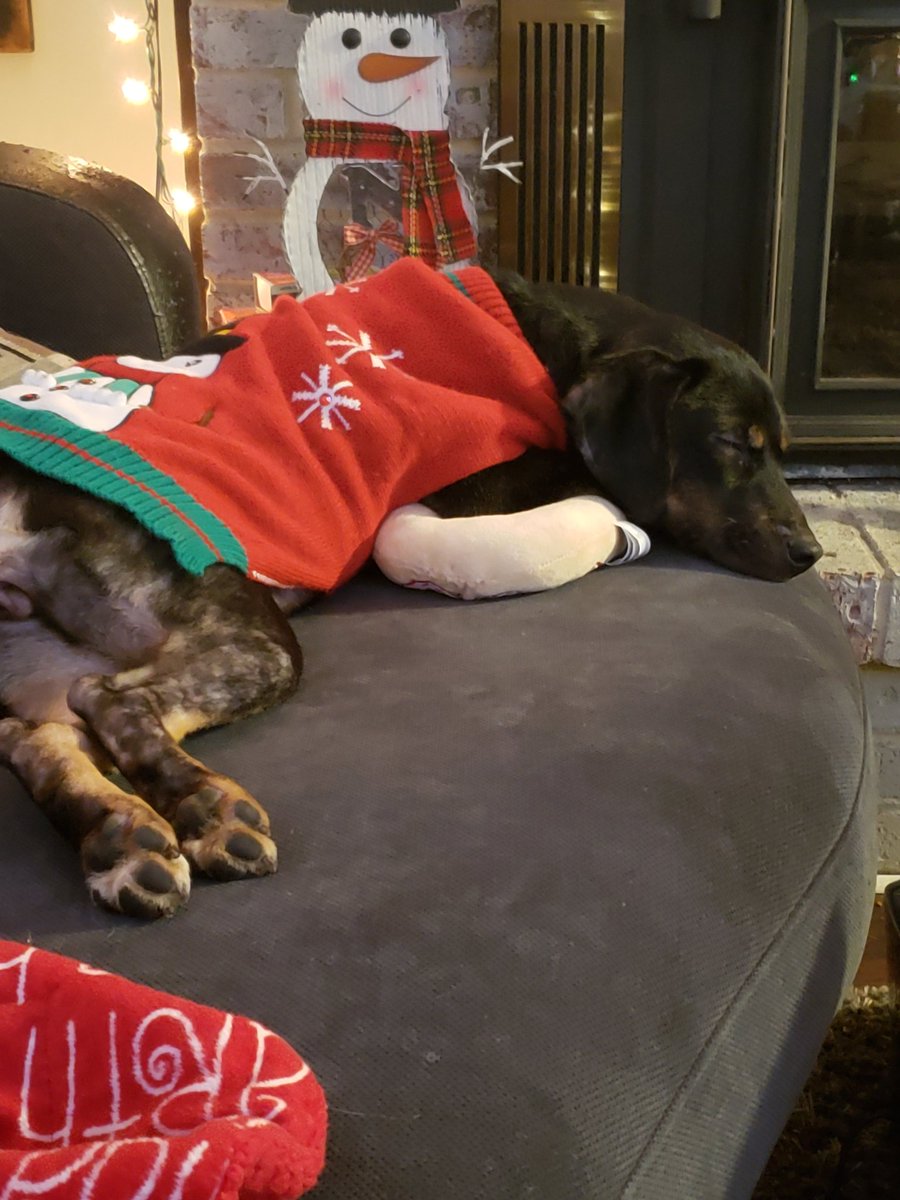 jemago15's tweet photo. @dog_rates @bestfriends @Trupanion https://t.co/zrOjRAE6Rz