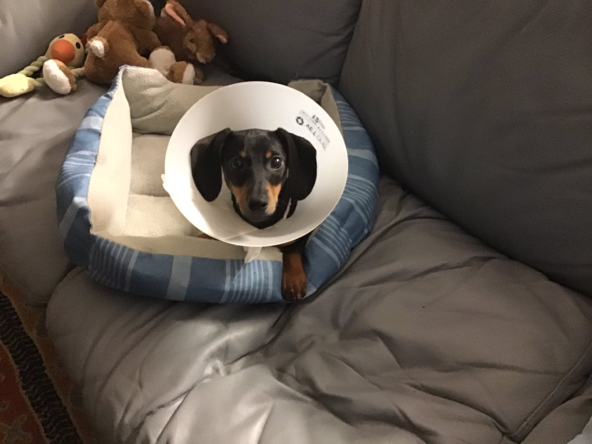 Gizzy after the big operation.