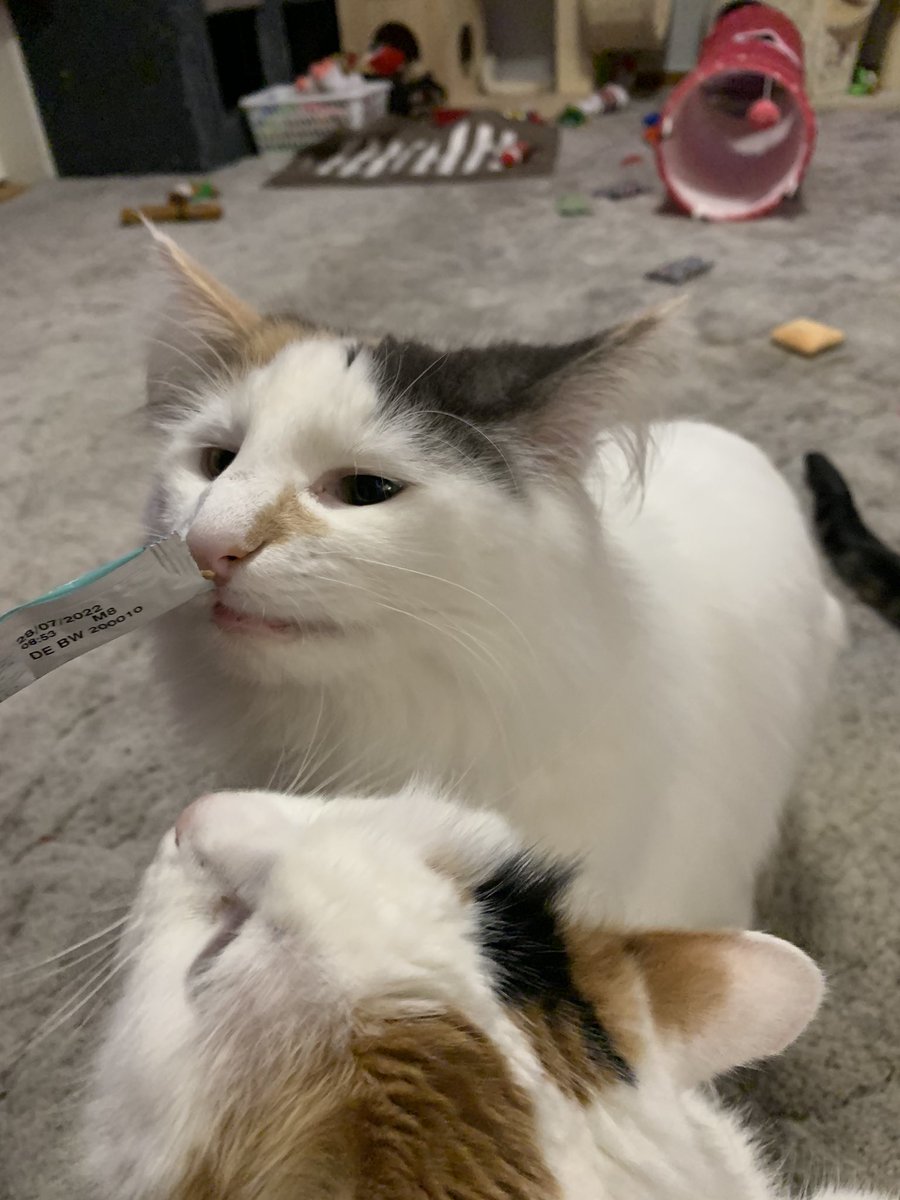 kristin32638861's tweet photo. Pusene koser seg me godis ❤️🎅🏻🎄🎁🐾🐈#cats #cat #love #loveislove #loveit #haopy #kos #Caturday #cathouse #CAT2020 #diana #simba #nemo #chloe https://t.co/y2onvgKgdf