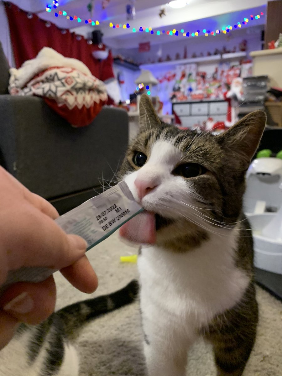 kristin32638861's tweet photo. Pusene koser seg me godis ❤️🎅🏻🎄🎁🐾🐈#cats #cat #love #loveislove #loveit #haopy #kos #Caturday #cathouse #CAT2020 #diana #simba #nemo #chloe https://t.co/y2onvgKgdf