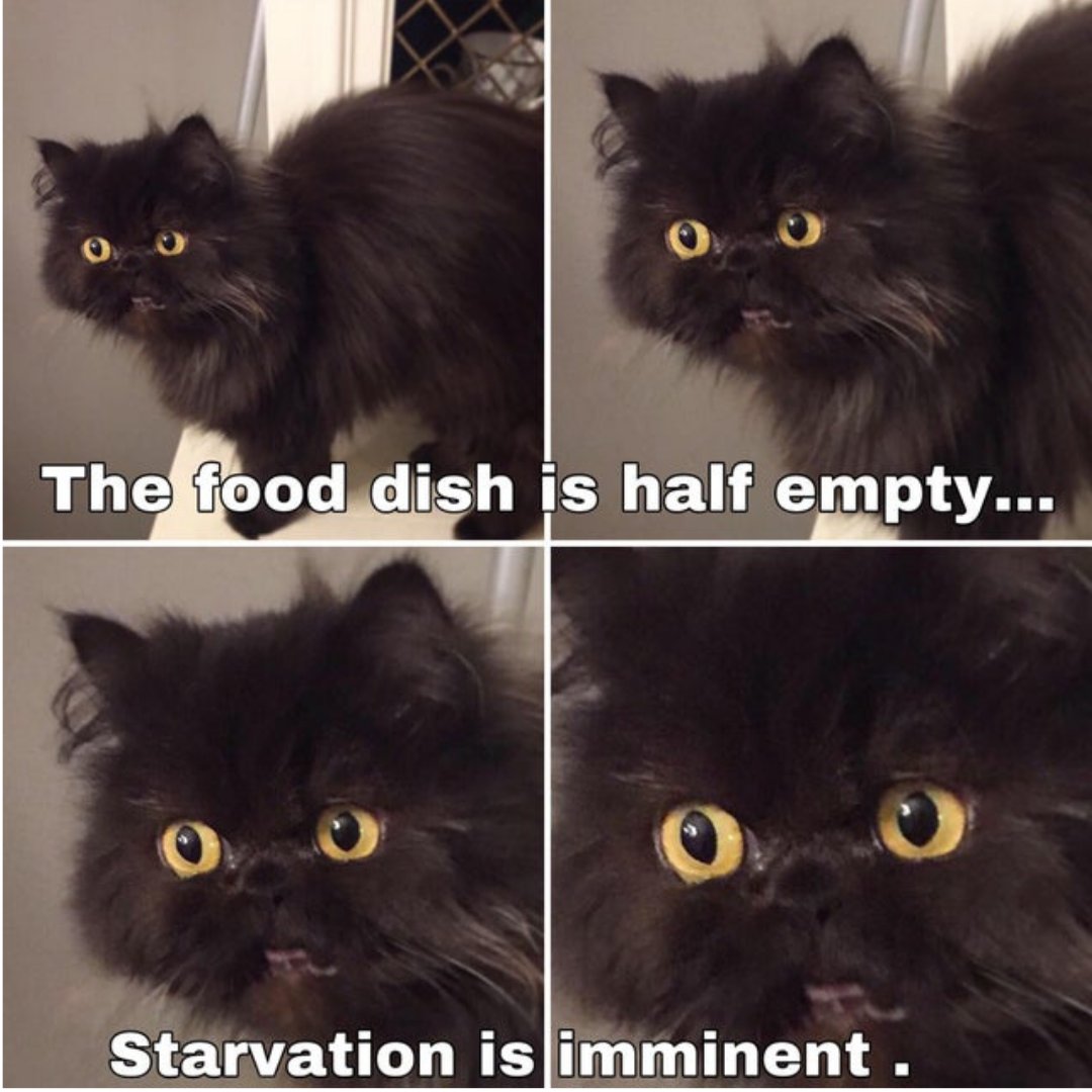 AATCSFL's tweet photo. #aatc #animalrescue #adoptdontshop #catrescue #allaboutthecats #rescue #animallovers #animallover #love #animalwelfare #friendsnotfood #rescuecat #pets #adopt #fosteringsaveslives #kitten #kittenrescue #nonprofit #donatenow https://t.co/KeOtM4mDxa