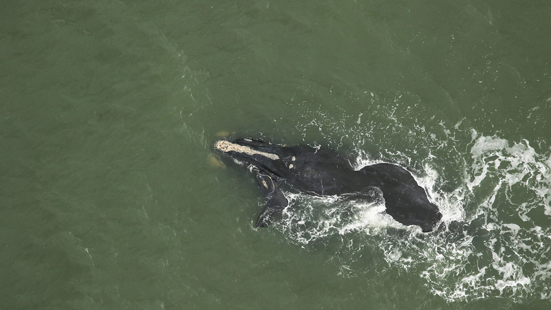 GREAT NEWS! A third North Atlantic right whale calf was spotted off the coast of South Carolina last week–a positive trend for this critically endangered species. (📸: <a href="/MyFWC/">MyFWC</a> - taken under <a href="/NOAA/">NOAA</a> permit 20556-01) #WHOI #RightWhales