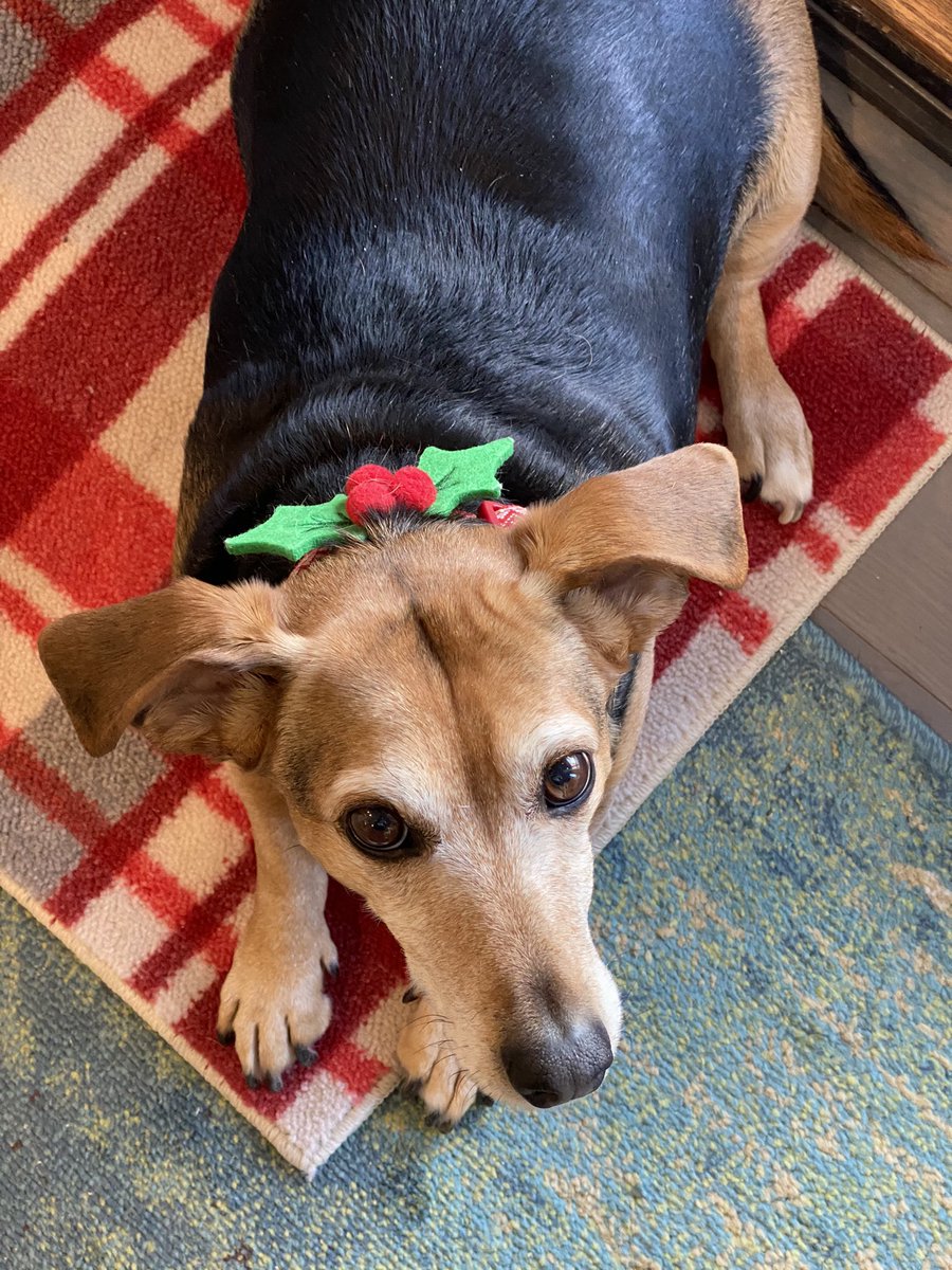 drsl02's tweet photo. @dog_rates @bestfriends @Trupanion Merry Christmas from Spike. https://t.co/XqPi6eU9wl